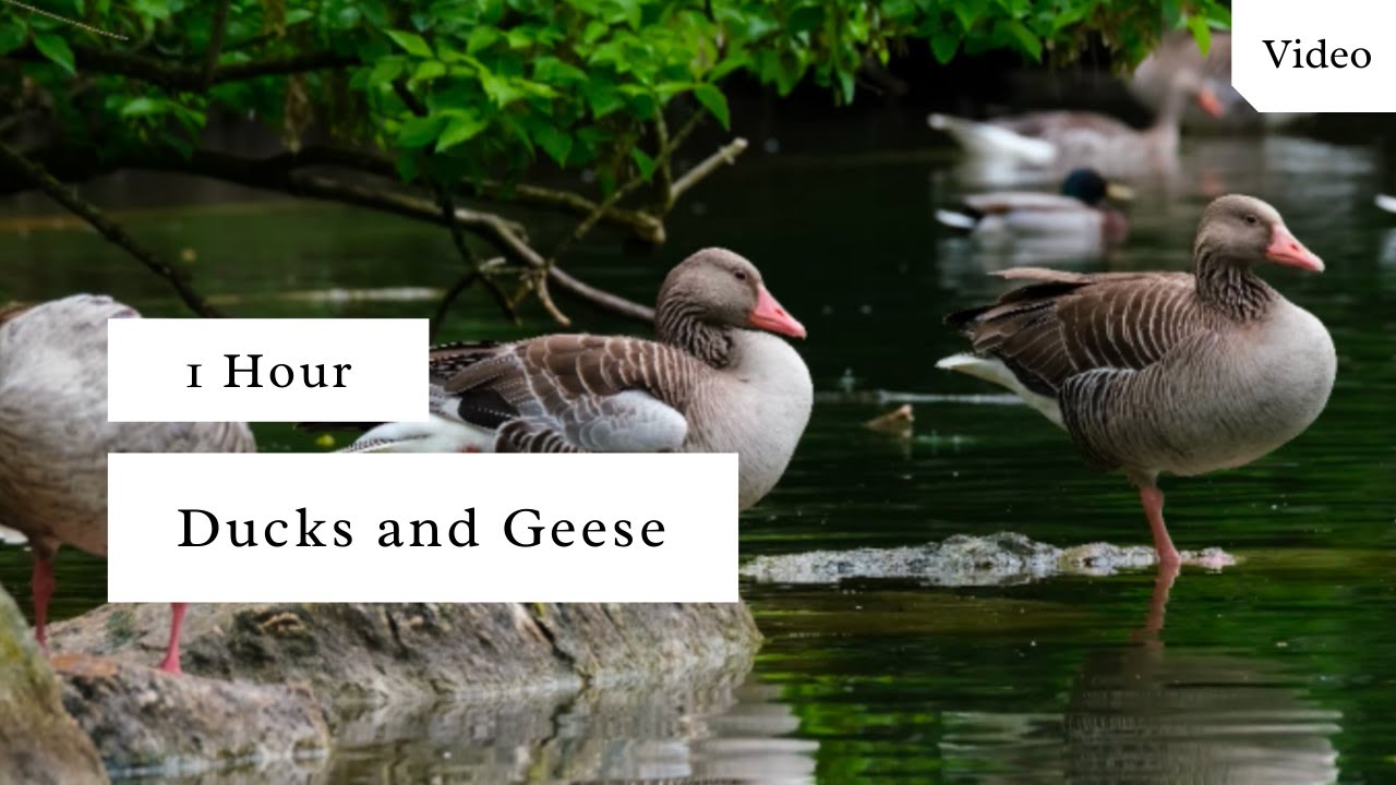 Ducks and Geese | 1 Hour Video with Sound