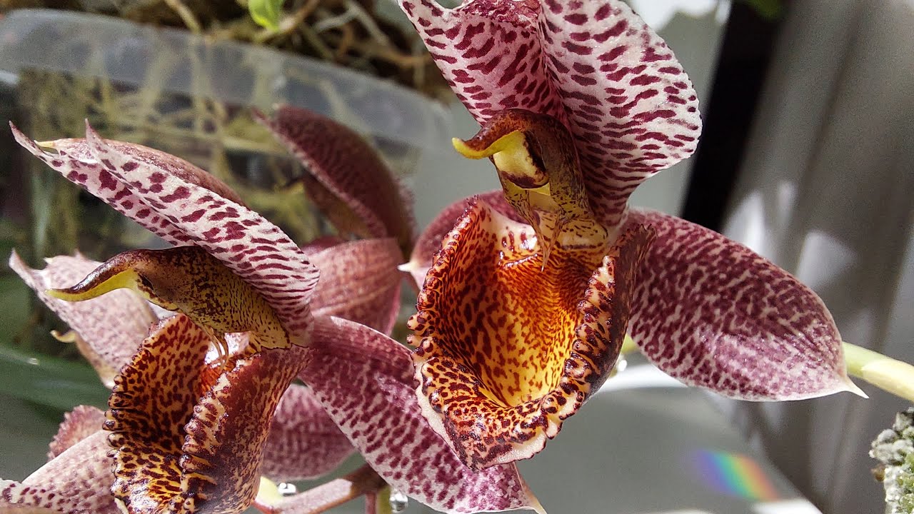 Цветение новичка катасетума! Ctsm. cirrhaeoides x denticulatum от BBB orchids.