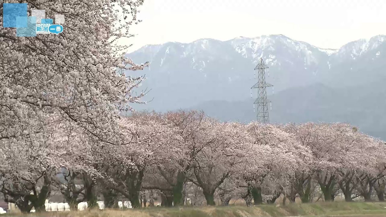 【桜のたより】水路を彩る550本の桜が開花　阿賀野市の新江用水　夜桜も　《新潟》