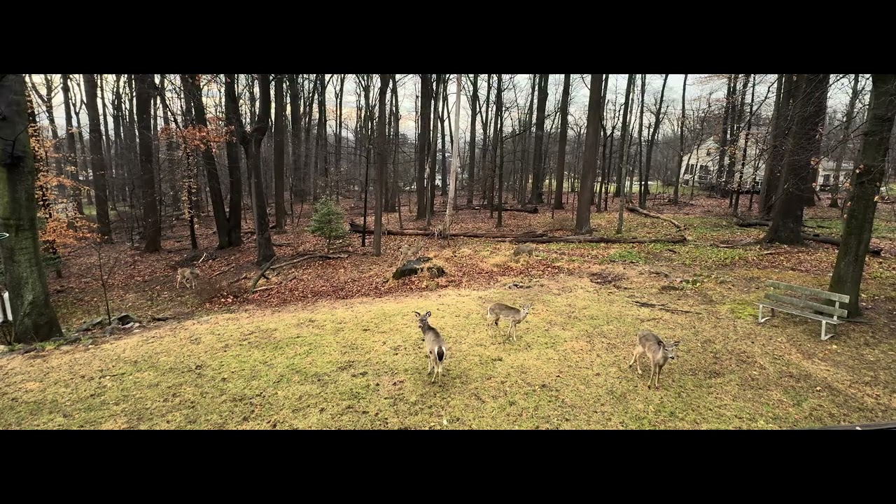The woods are awake with wildlife 