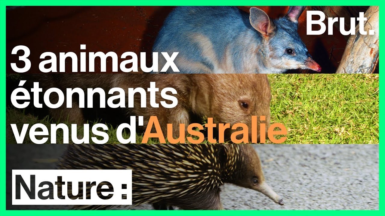 3 animaux étonnants venus d'Australie