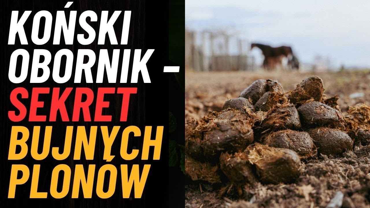 Ten nawóz robi CUDA z ziemią!  Dlaczego wybieram obornik koński