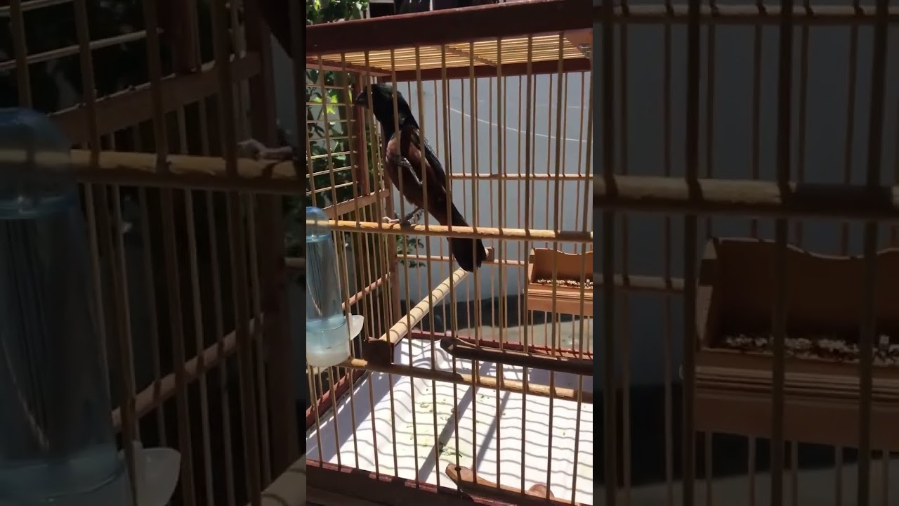 Curió Paracambi com repetição (parte 2)