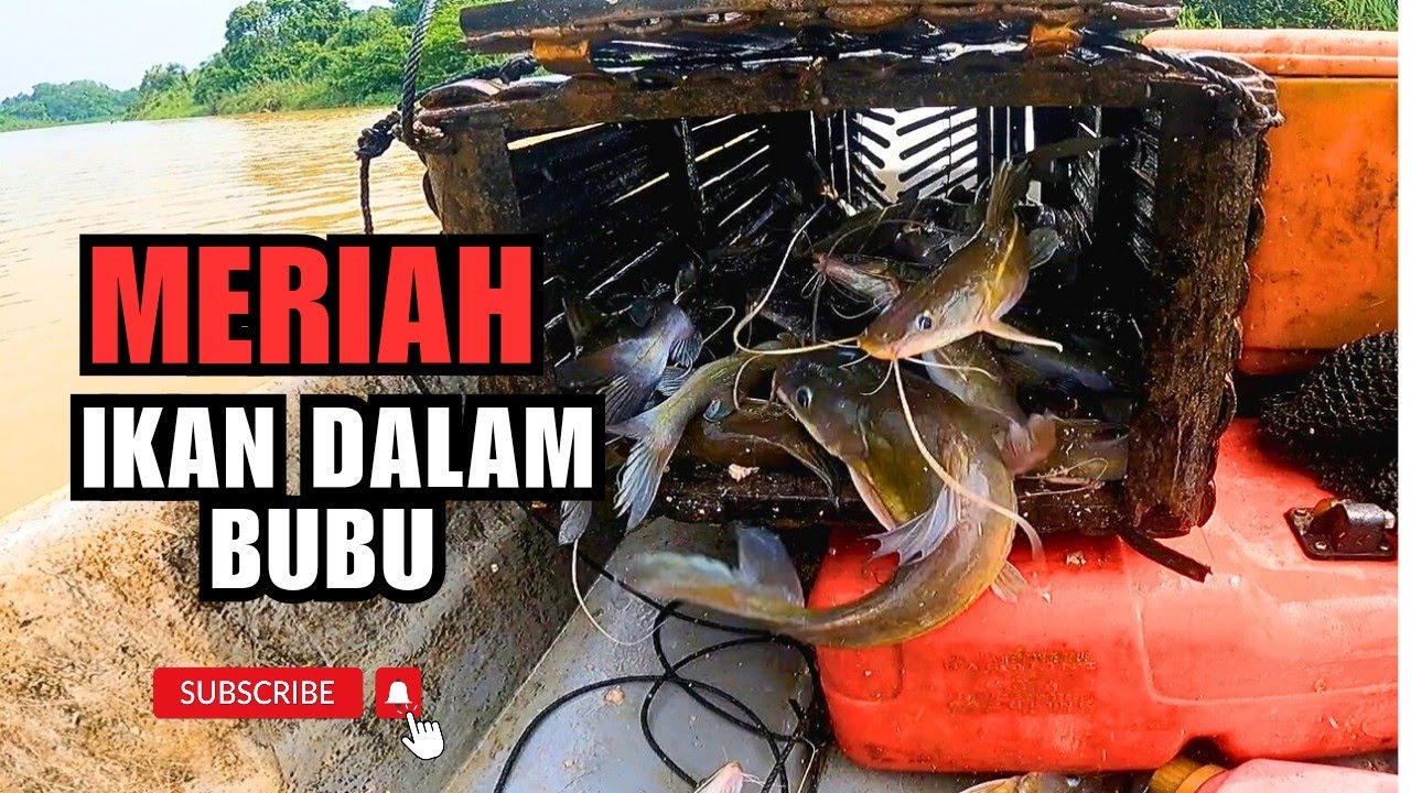 BUBU IKAN BAUNG.TANGKAP DAN JUAL #vlog176 #unlimitedhobby #unlimitedfishing