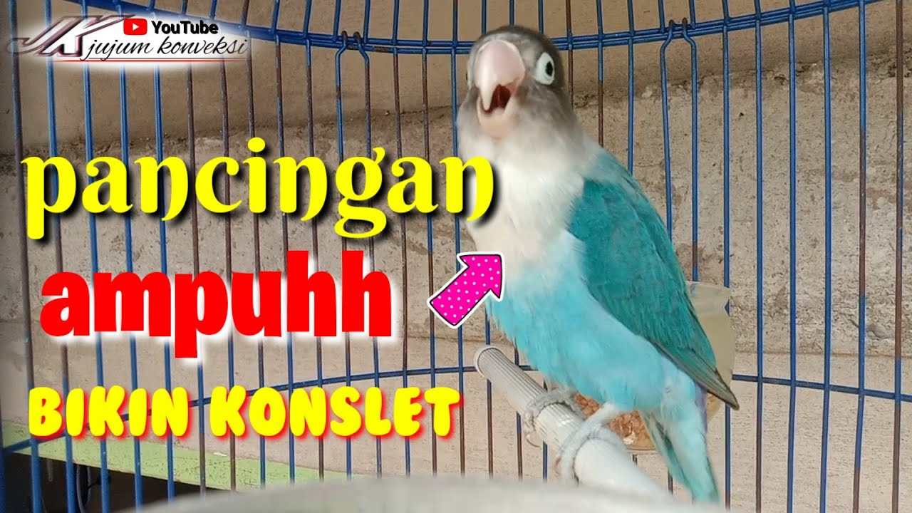 SUARA LOVEBIRD RECEH BIKIN BUNYI || AMPUHH, Pancingan Lawan Ikut NGEKEK BERSAUTAN