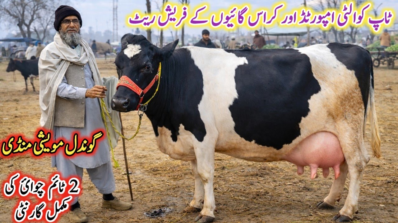 Today Gondal Mandi latest update 03Feb 2026!best Sahiwal cow for sale!HF cow calf for sale!#cow#farm