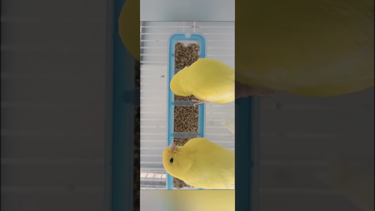 LOS CIMIENTOS DEL AVIARIO Y EL EXITO ESTA SIEMPRE EN EL BUEN HACER DEL CRIADOR