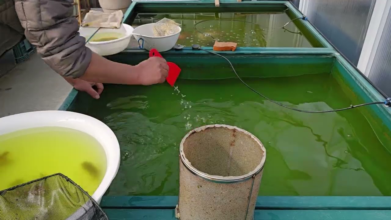 하백노리. 봄맞이 