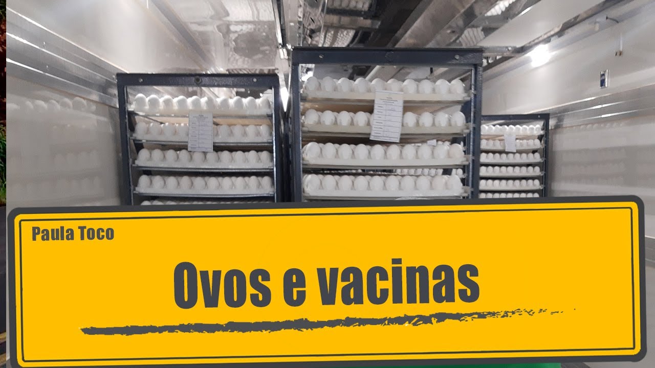 Ovos na produção de vacinas
