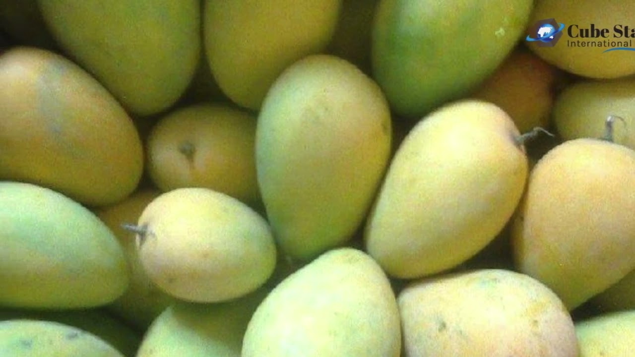 Export Fazlee Mango from Bangladesh !! Cube Star International Ltd.
