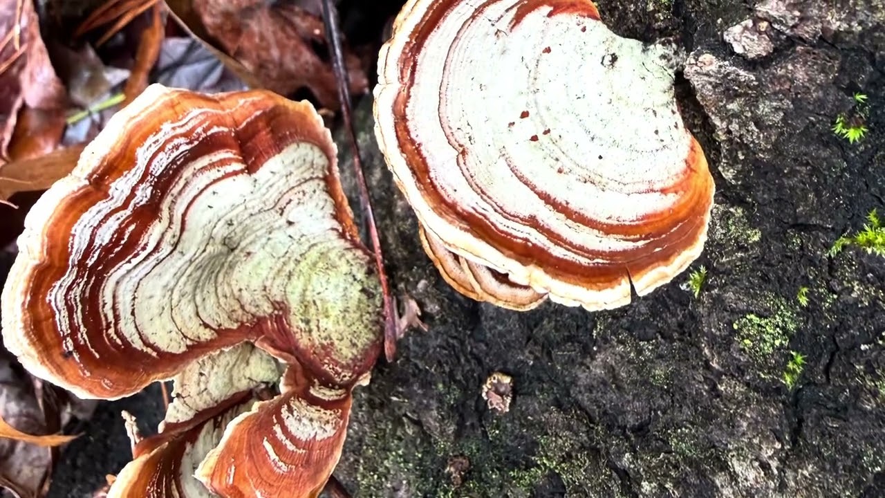 Pogue Creek Canyon Off Trail Hike