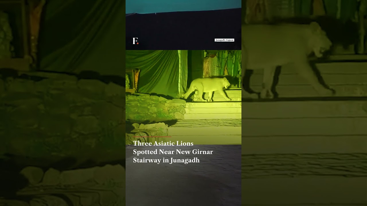 Three Asiatic Lions Spotted Near New Girnar Stairway in Junagadh | Firstpost News