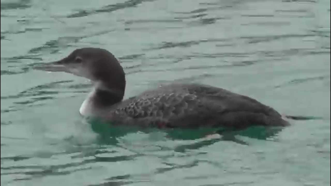 Great Northern Diver in Newlyn Harbour - Common Loon