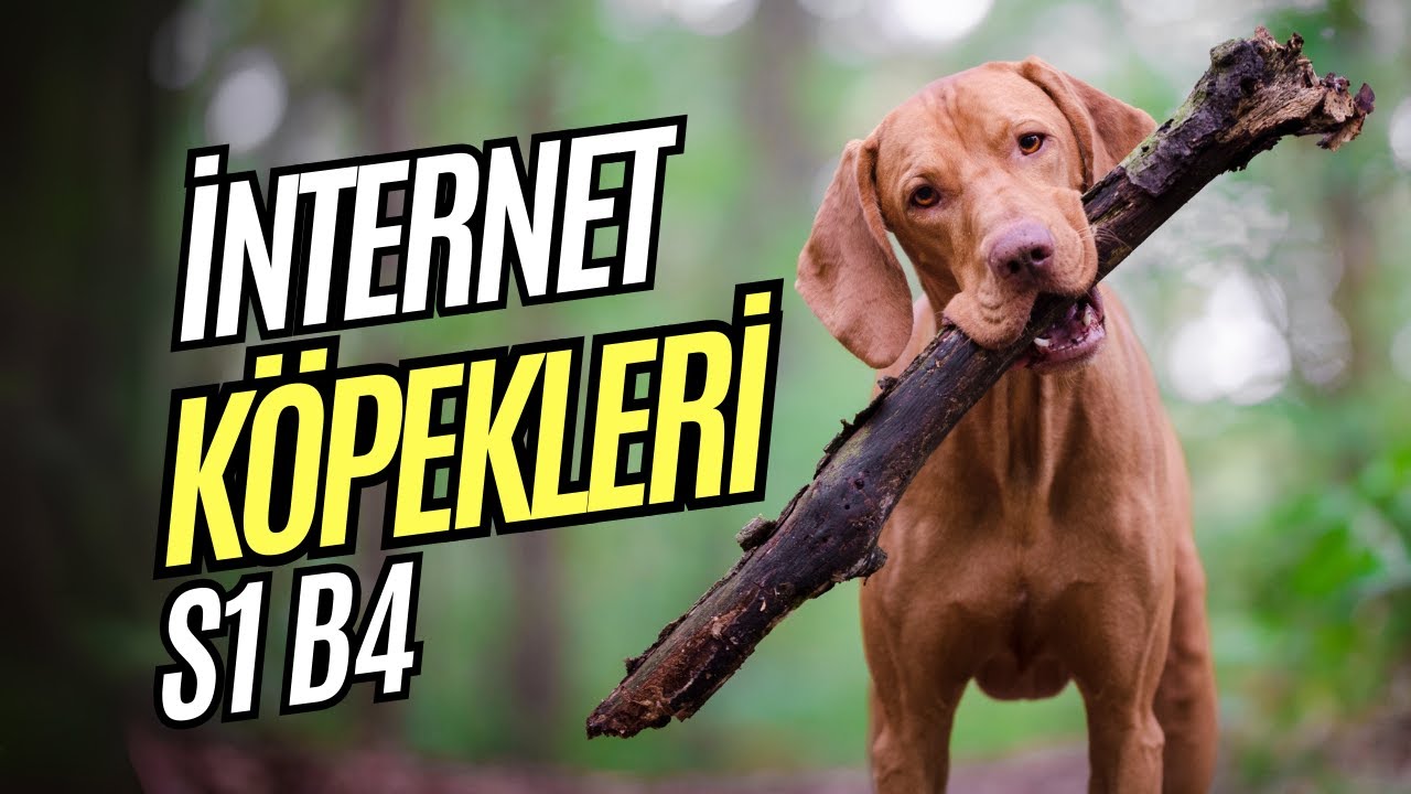 İnternet Köpekleri || S1B4 #köpek #köpekler #köpekvideoları #dog #dogs #puppy #yavruköpek #dogvideos