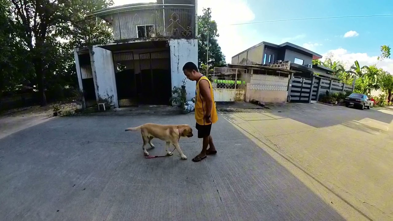 Reporting Video to Our Client: COPPER (LABRADOR) REPORTING VIDEO