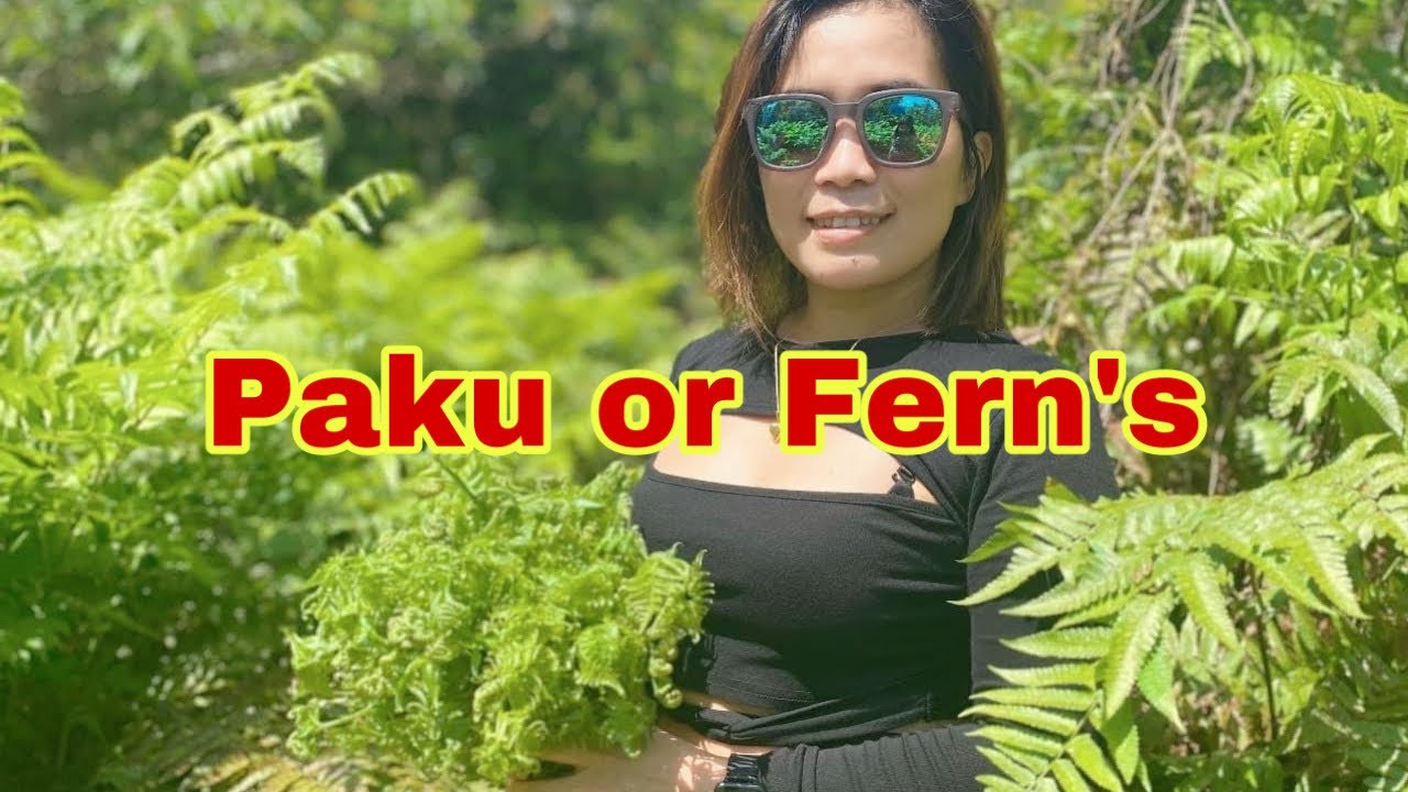 Paku/ Fern&rsquo;s , yummy and delicious