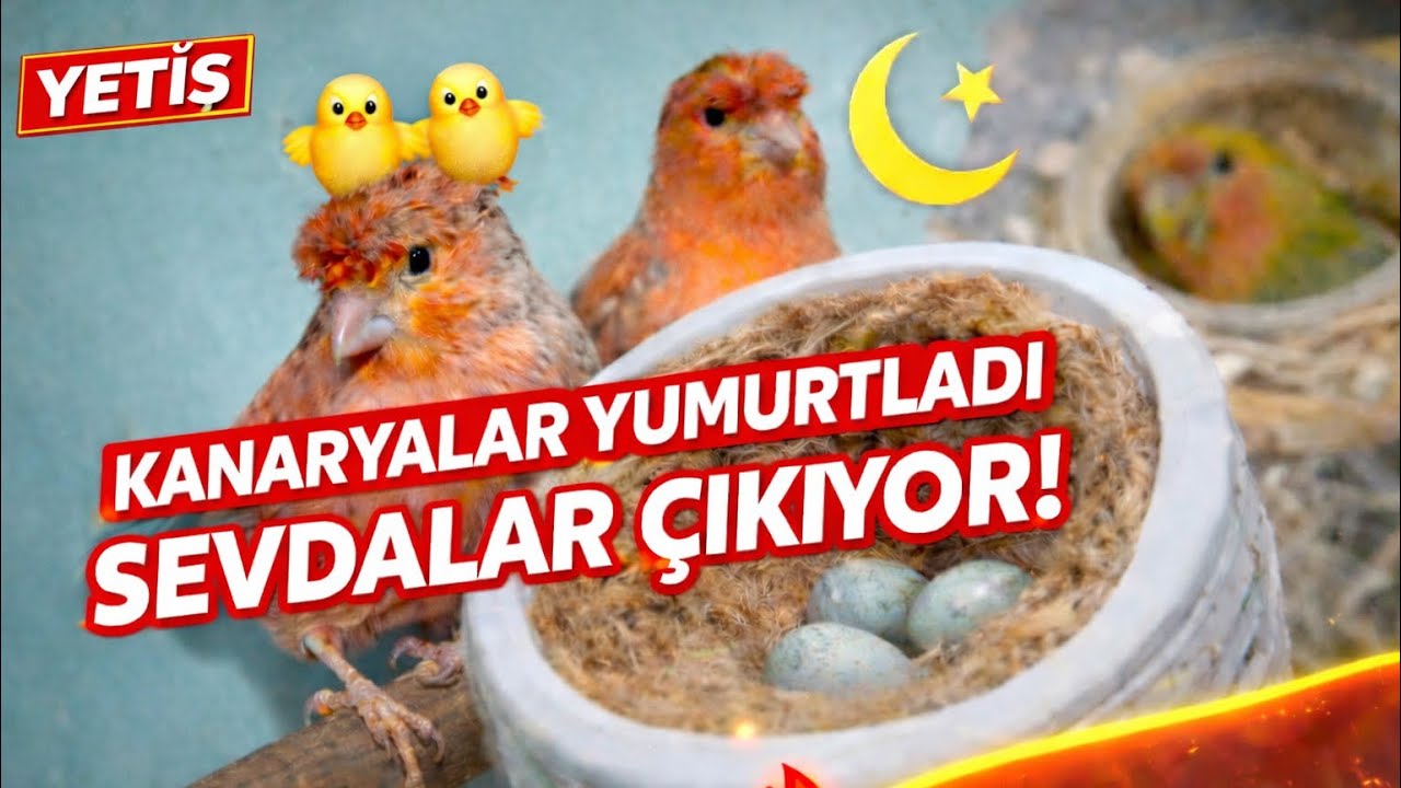 🐣🪺 Kanaryalar Yumurtladı! Sevdalarda Büyük Heyecan! RAMAZAN BEREKETİ
