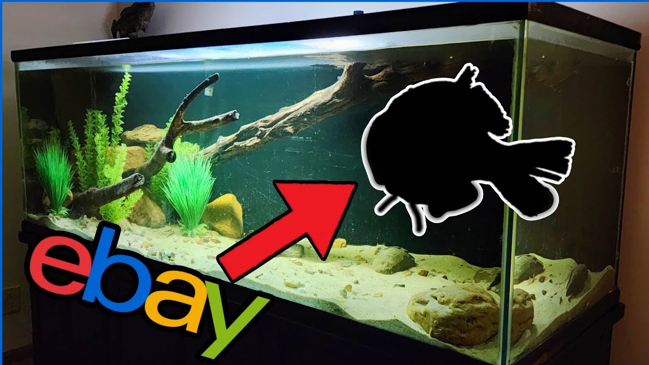 Покупаю рыбу на eBay для своего самого большого аквариума!