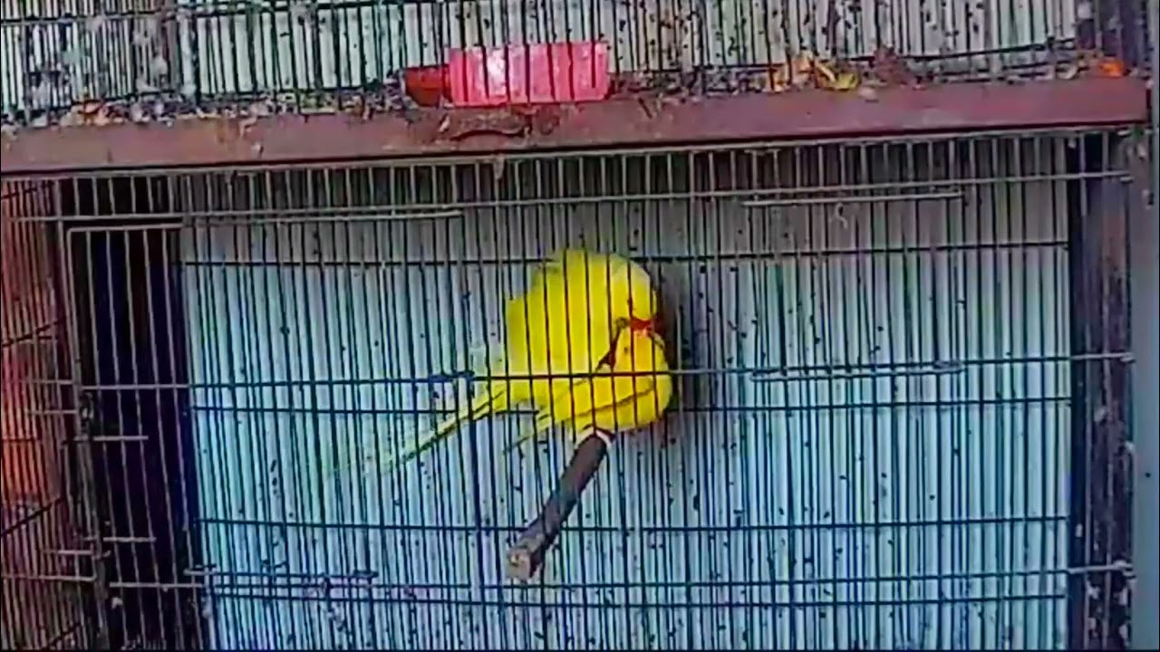 Indian Ringneck Breeding Season Start Part 1