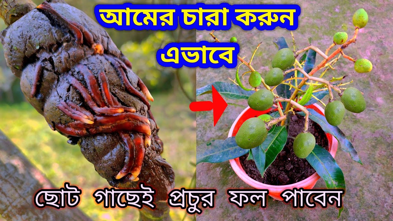 আম গাছের কলম করার পদ্ধতি - ১ বছরেই এই গাছে ফল পাবেন গ্যারান্টি | How to Air Layering Mango Plant