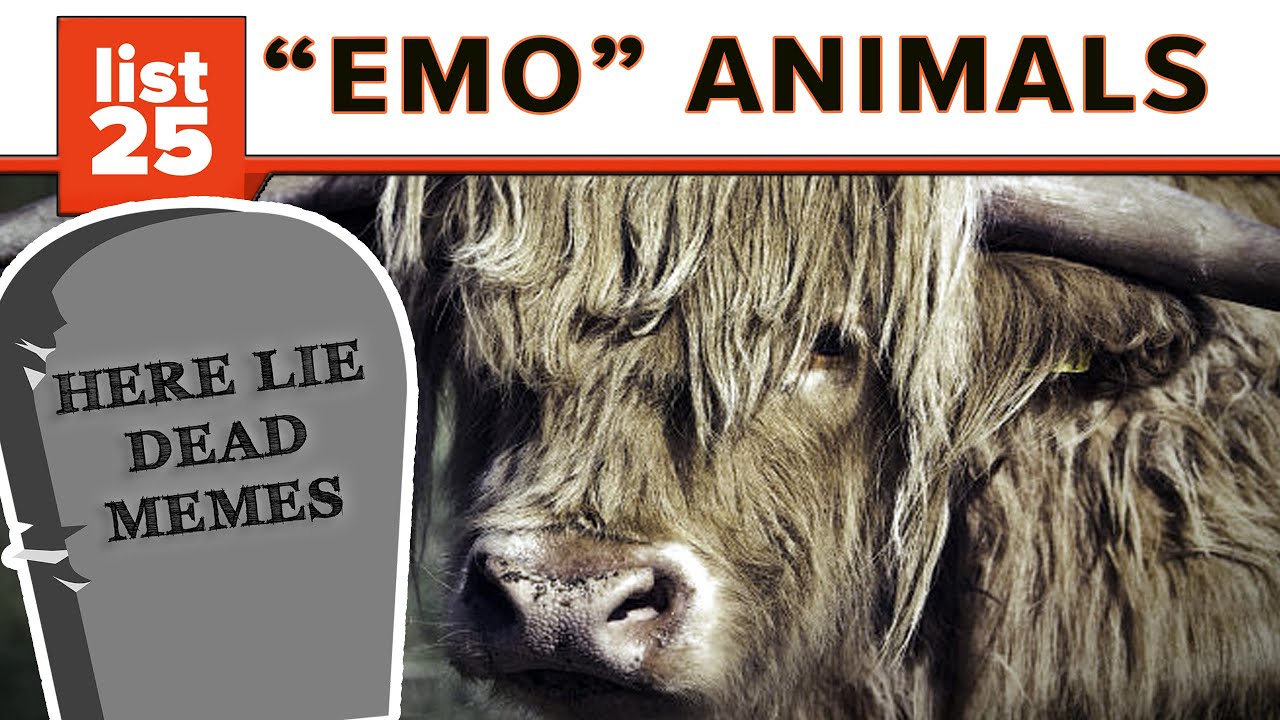 25 Most Emo Animals Ever
