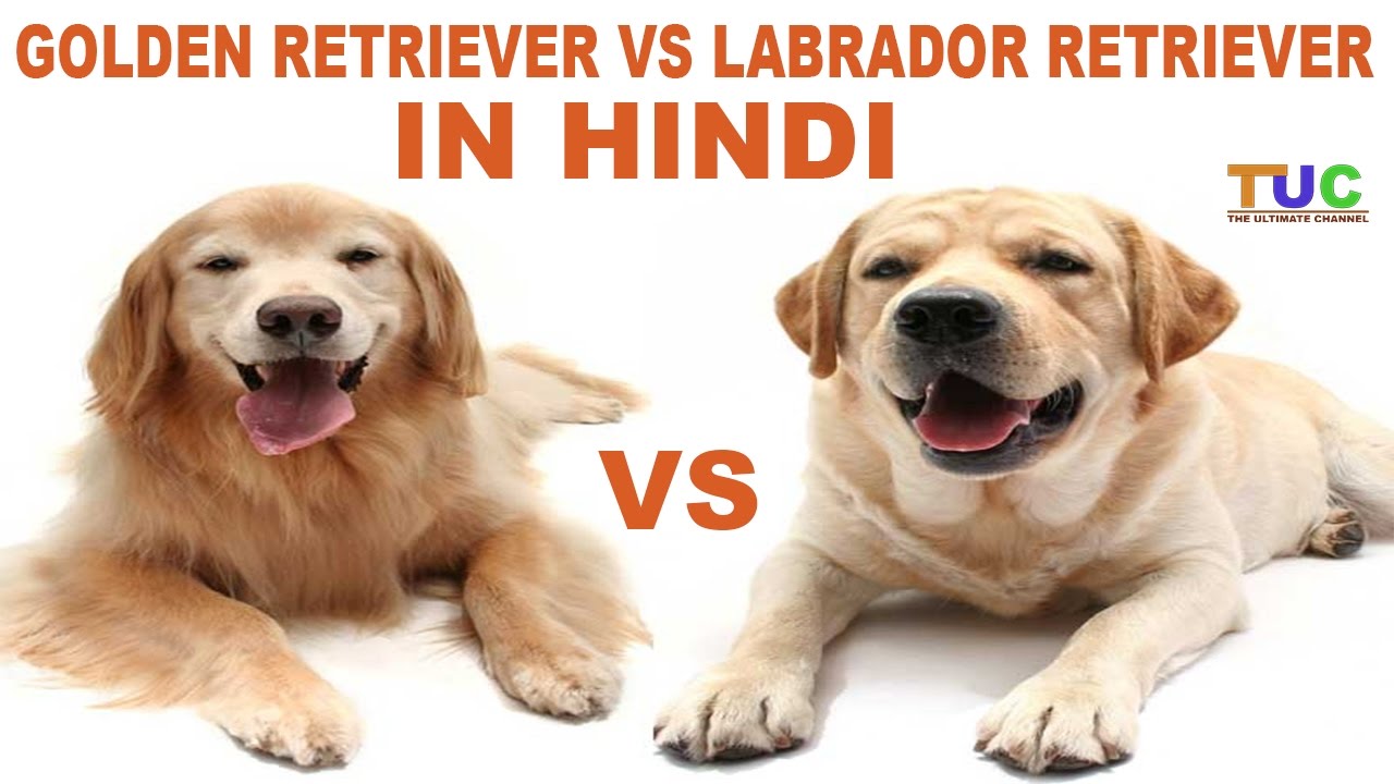 Labrador Retriever Vs Golden Retriever In HIndi | Dog Comparison | The Ultimate Channel