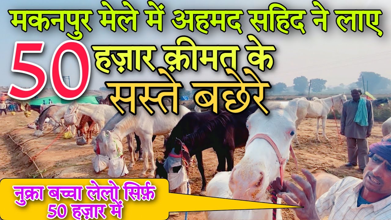 अहमद सहिद ने मकनपुर मेले में लाए 50 हज़ार क़िम्मत के सस्ते बछेरे