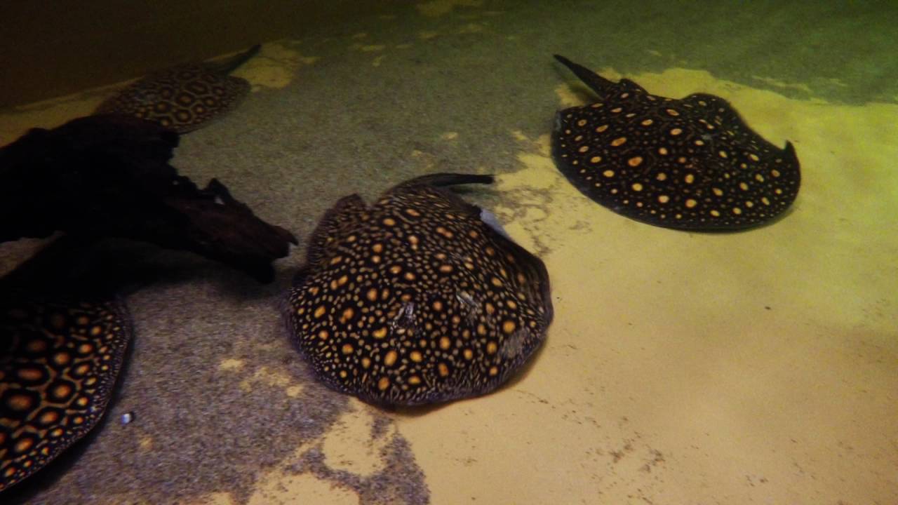 Potamotrygon Boesemani Showtank @ Duketown Stingrays