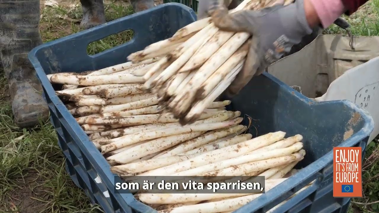 Sparris: odling och sk&ouml;rd