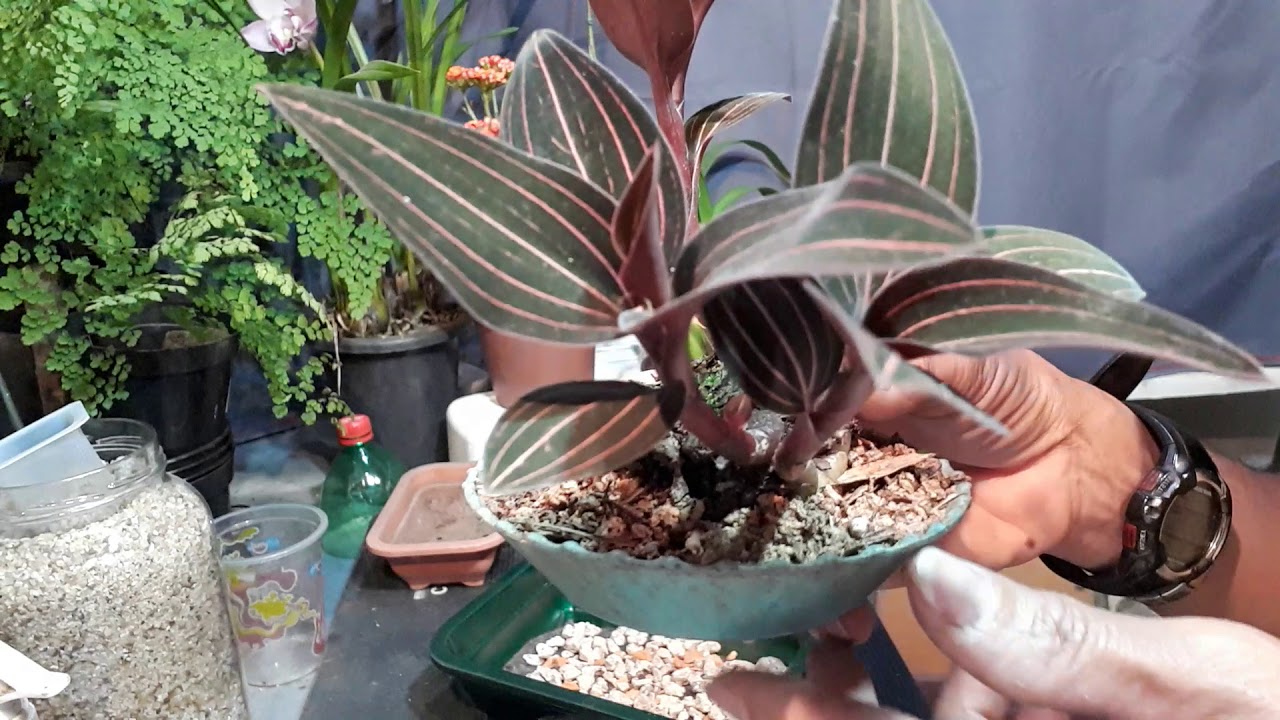 COMO É A ORQUÍDEA-JÓIA, LUDISIA (ludisia discolor), CONHEÇA AQUI ESSA RARIDADE