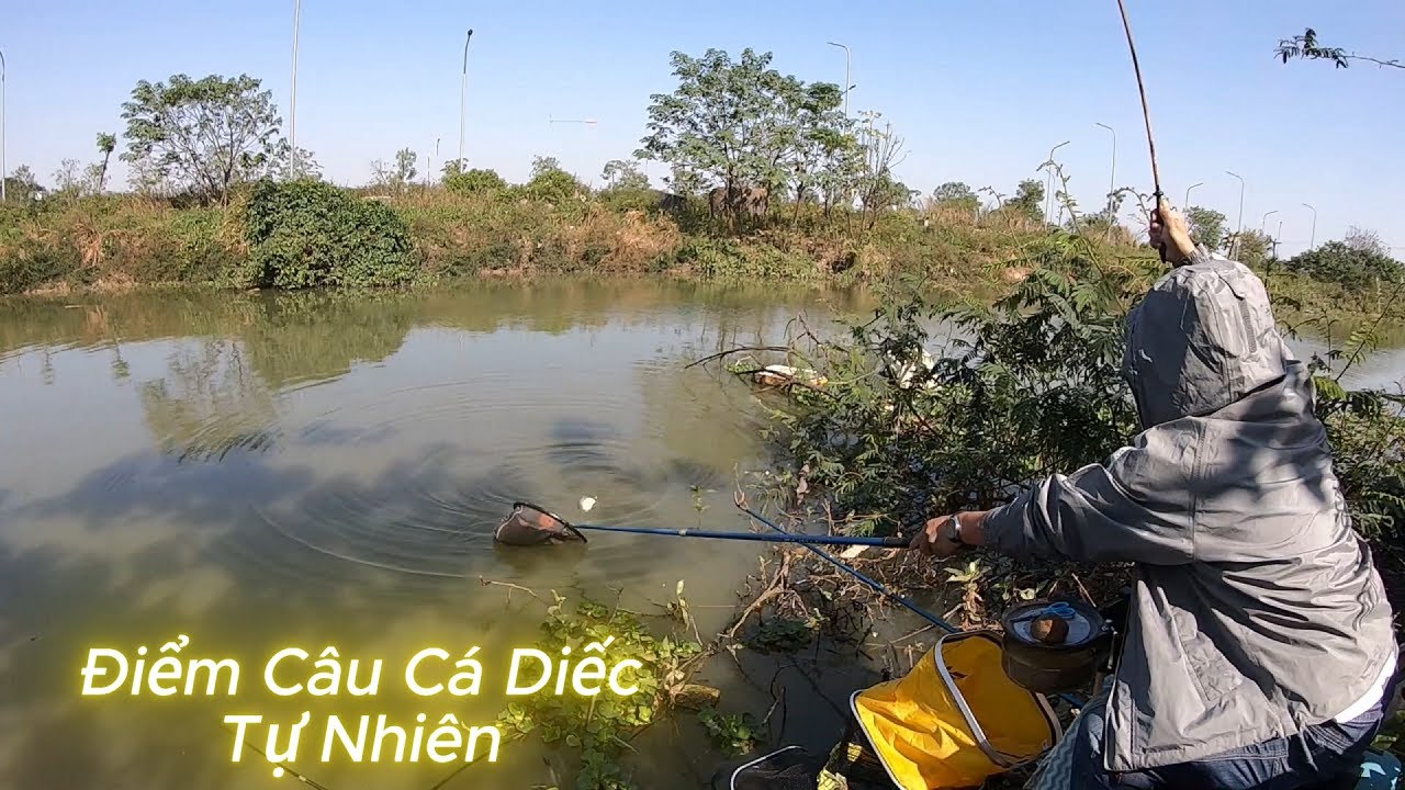 Câu cá diếc mùa đông điểm câu mới có nhiều diếc khủng