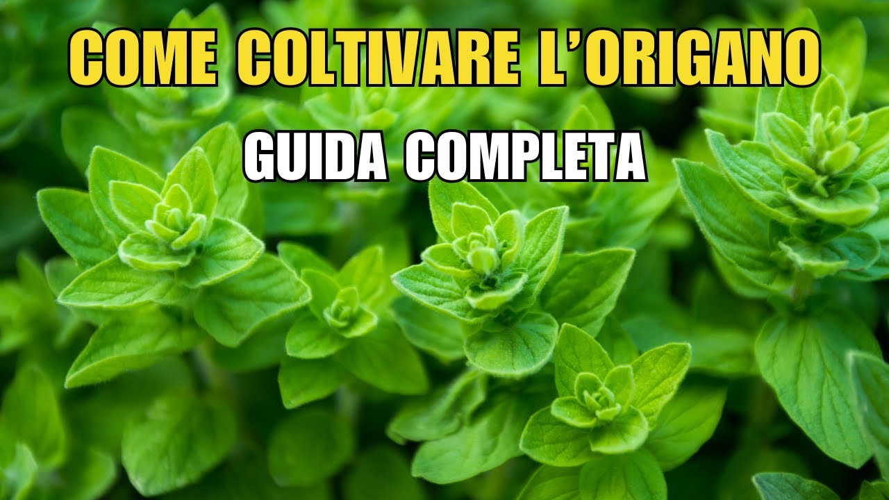 Come Coltivare l'Origano 🌿  Guida Completa Fino alla Raccolta!