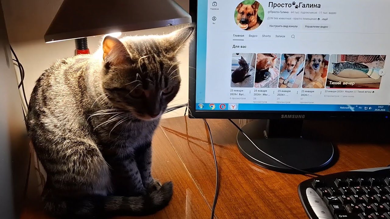 25 января 2026 г. Привет ❄️ Новый день 🐈‍⬛🐈