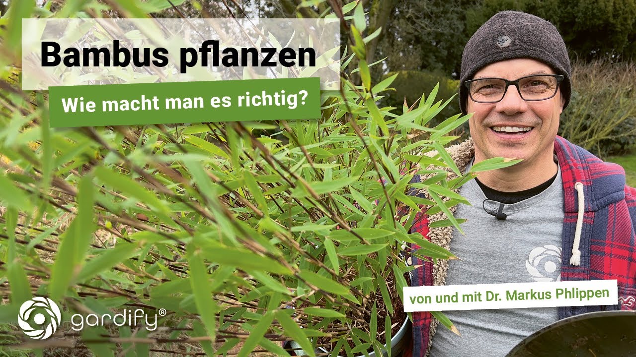 Bambus pflanzen - wie macht man es richtig und braucht man eine Rhiszomsperre?