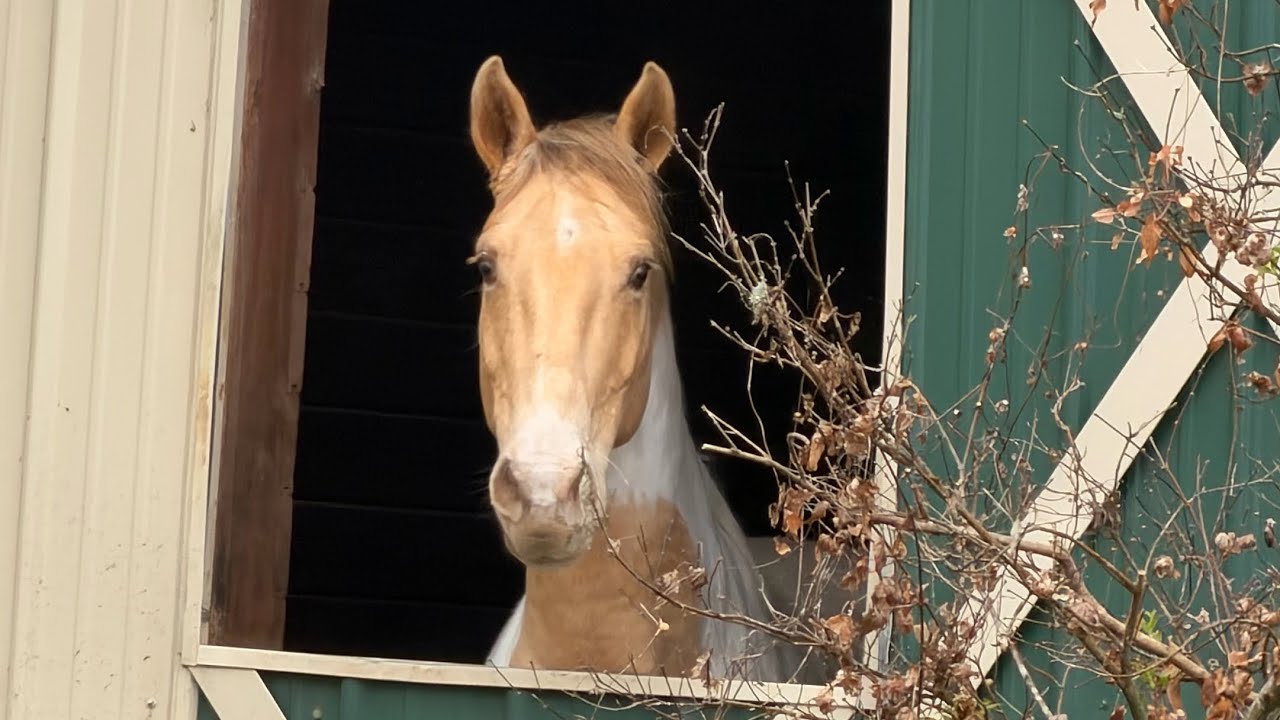FOR SALE: Champagne, Spotted Saddle Horse, Gelding, 14.2 H, 9 YO