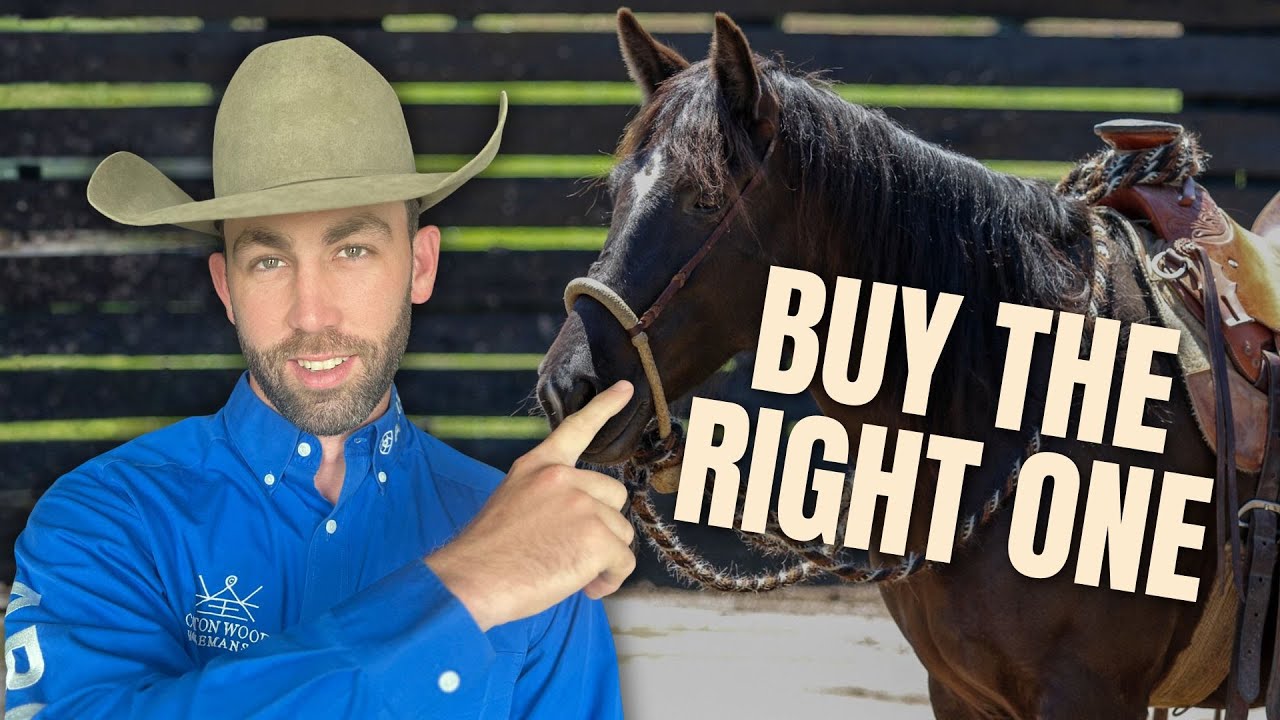 Hackamore Sizes, Types and What Actually Matters