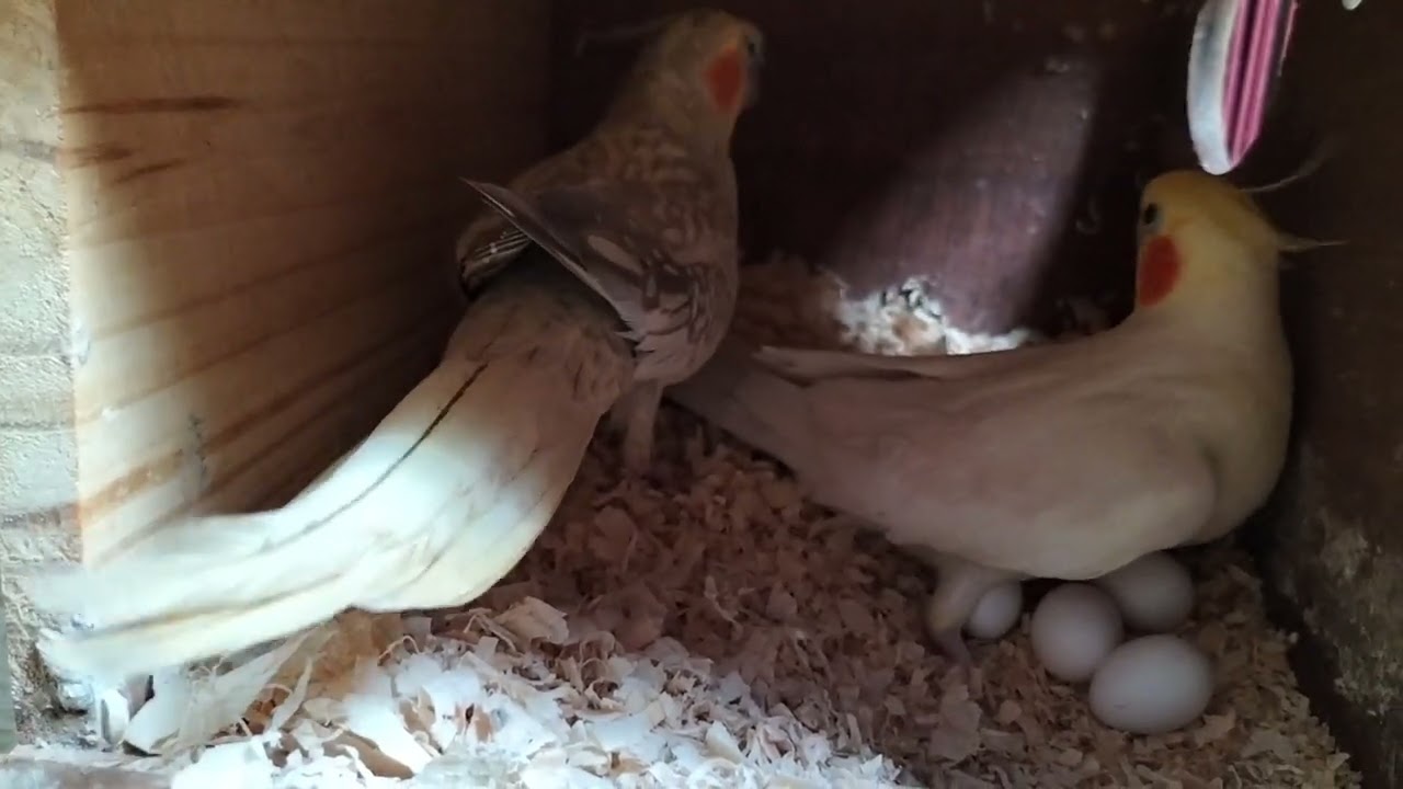 Lót tổ cho Vẹt Cockatiel sinh sản trên kênh @ Vẹt Cockatiel 