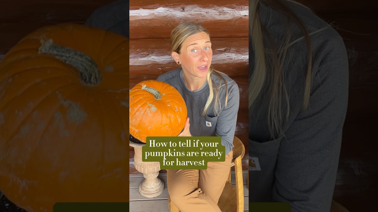 When are your pumpkins ready to harvest? #pumpkins #harvest #harvesting #gardening #gardentips