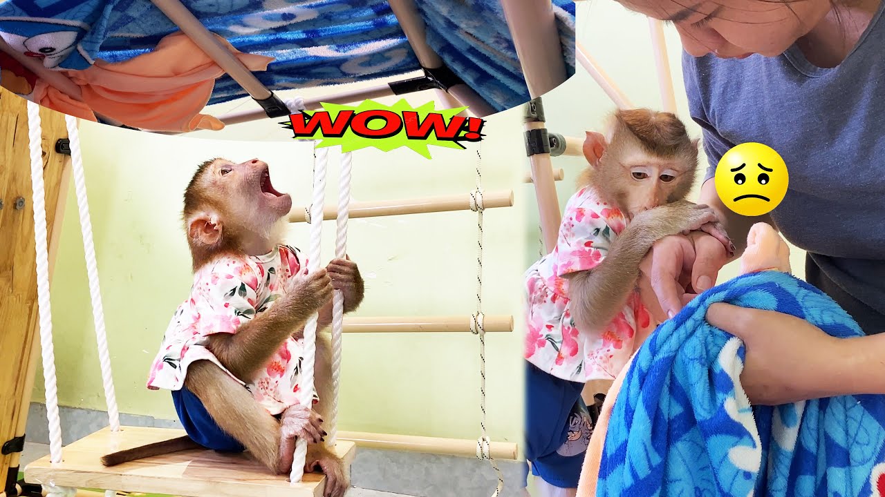 How naughty! Monkey Lyly took all the blankets in the house to play and was scolded by her mother
