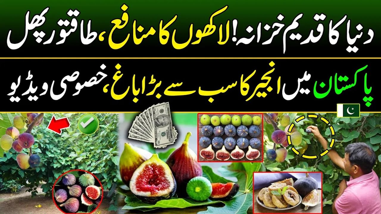 Amazing Most Profitable Crop | Anjeer Farming Business Idea | Made In Pakistan