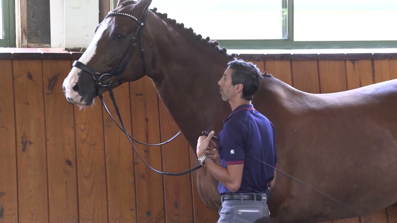Michael Bragdell: Teaching Rein Back In-Hand