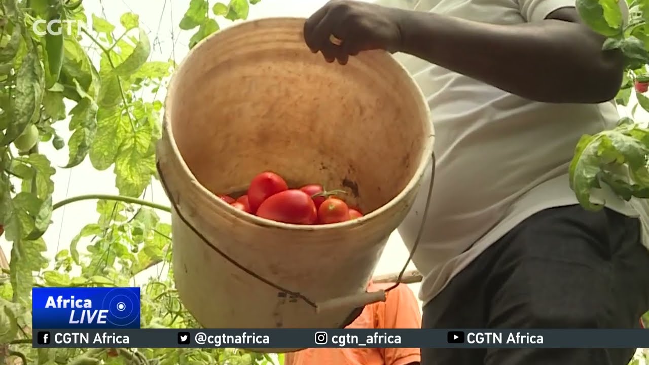 Tanzanian farmers switch to climate-smart agriculture