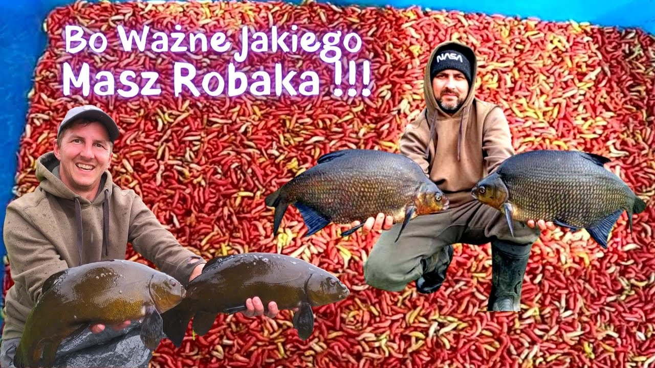 Białe robaki Jak przechowywać białe robaki długi czas Co zrobić żeby żyły długo, Jak oczyścić robaki