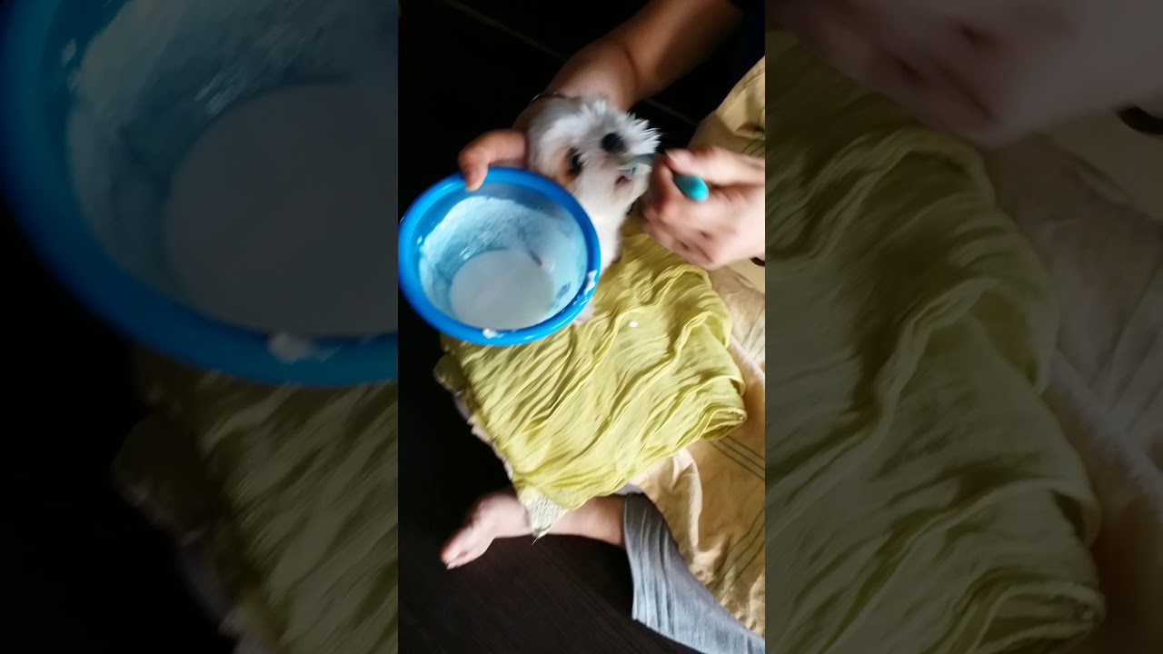 Spoon feeding curd to Cute shih tzu puppy dog cupid...enjoyed eating curd for the first time...