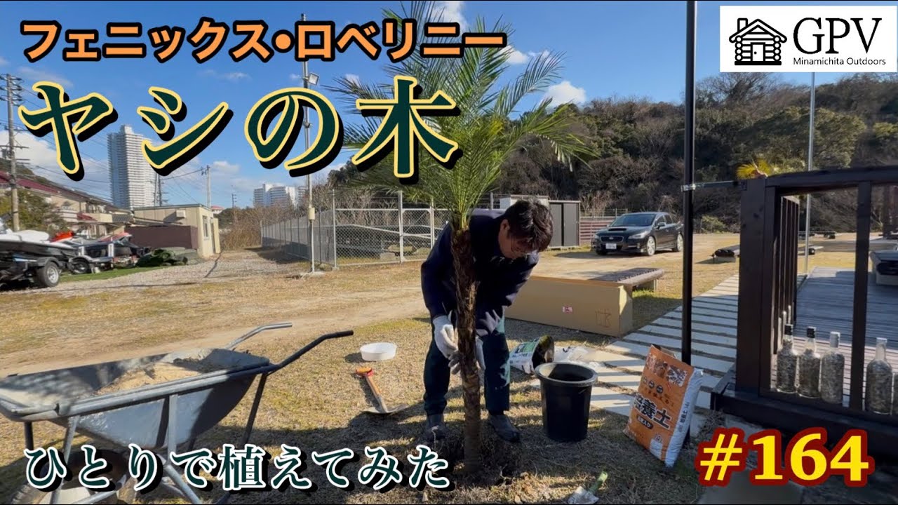 【#164】秘密基地をヤシの木でドレスアップしてみた　一人で植樹、フェニックスロベリニー3本