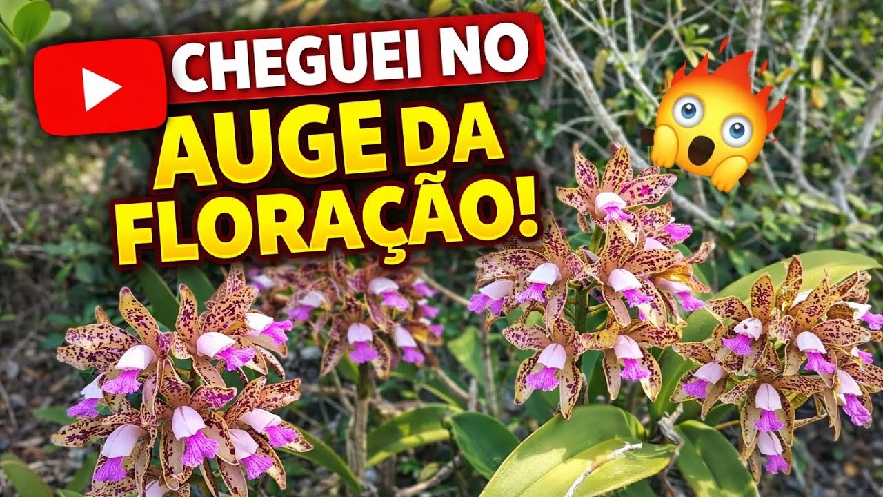 Cheguei no Auge da Floração das Orquídeas Cattleya Guttata no Habitat Natural!