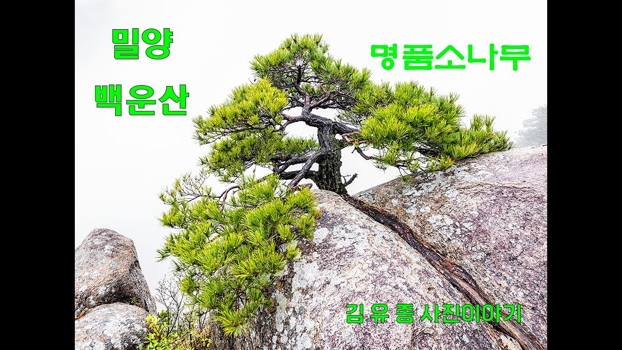 밀양 백운산, 명품소나무,  명품소나무 군락지, 명품소나무 박물관, 노송, 와송, 분재형 소나무, 소나무 사진, 산 사진,