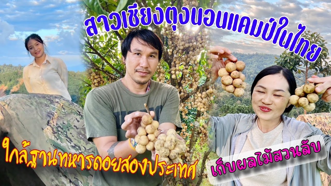 สาวเชียงตุงกลัวไหมนอนแคมป์ใกล้ฐานทหารไทยบนดอยสองประเทศ เก็บผลไม้ในสวนลับสวนลับกลับเชียงตุง