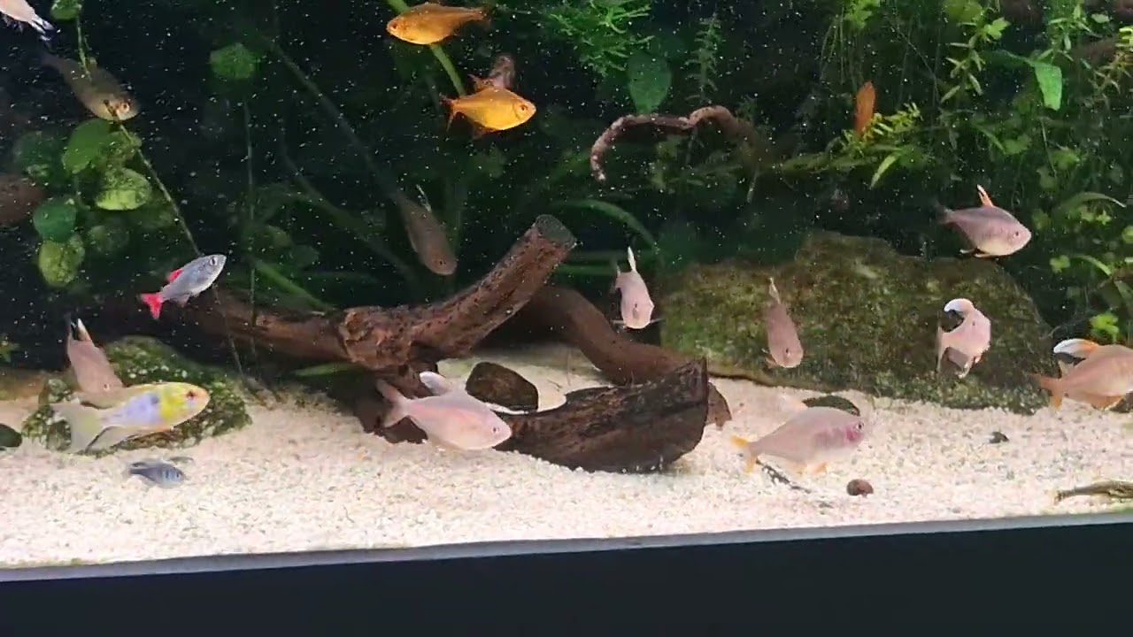 Um pouco da fauna!!