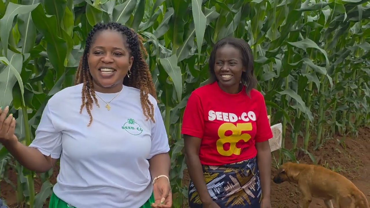 How to select maize and soya bean varieties that are best for MALAWI 📝 Chipuka EPA, Ntchisi, Malawi